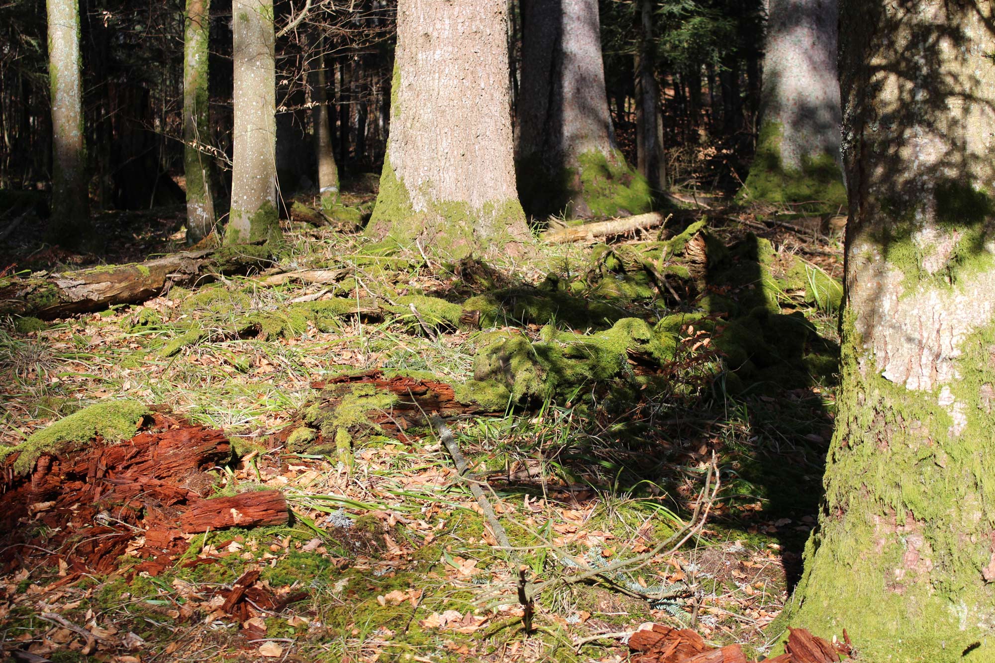 automn-forest-in-the-vosges-mountains