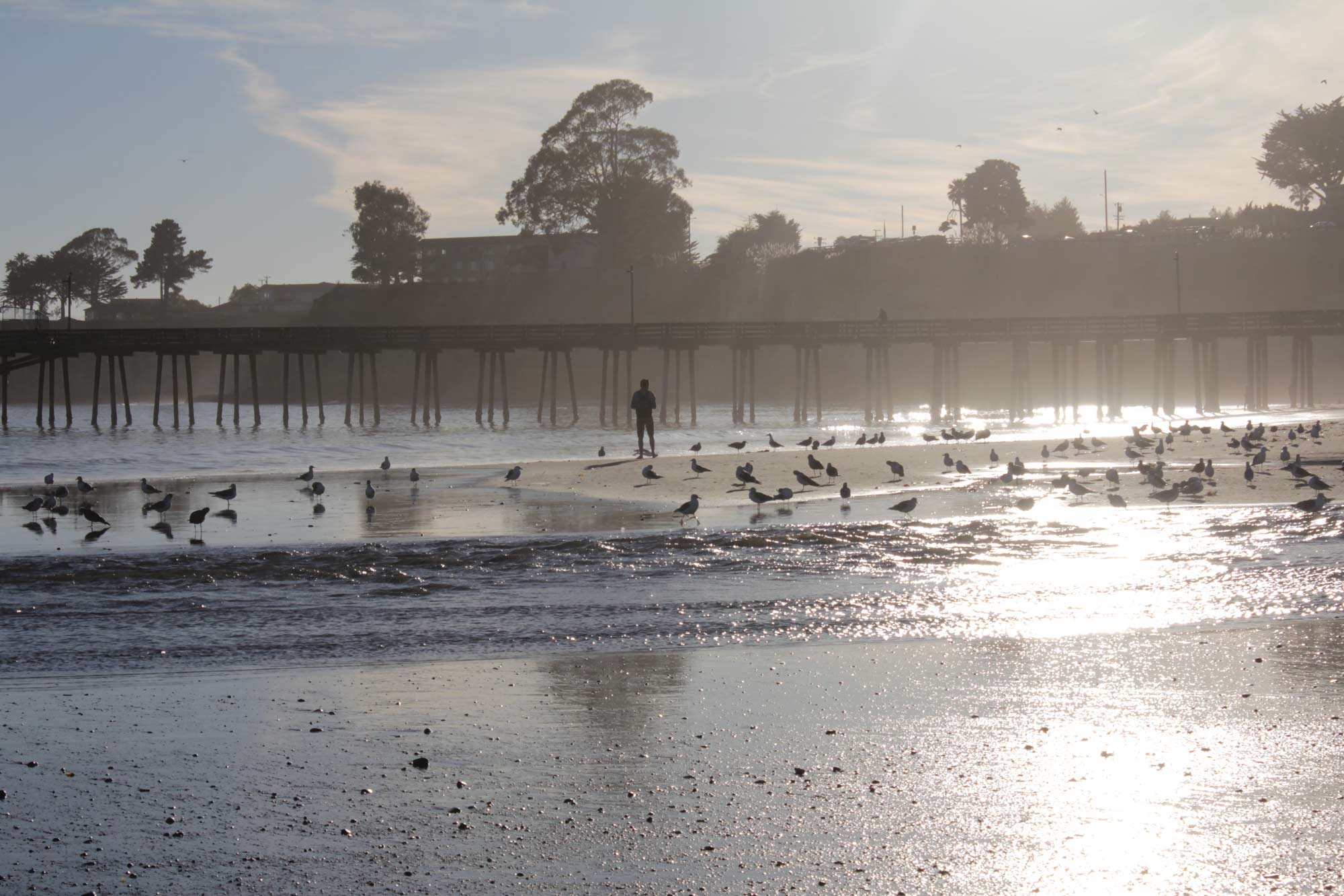 california-beach-and-sea-with-birds-in-the-background