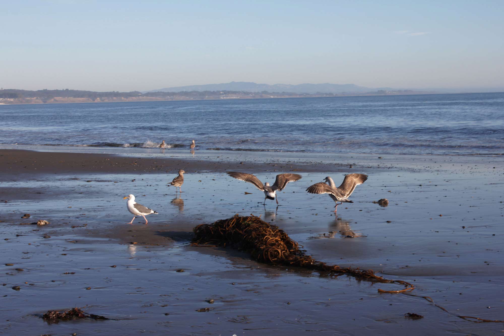 california-beach-and-sea-with-birds