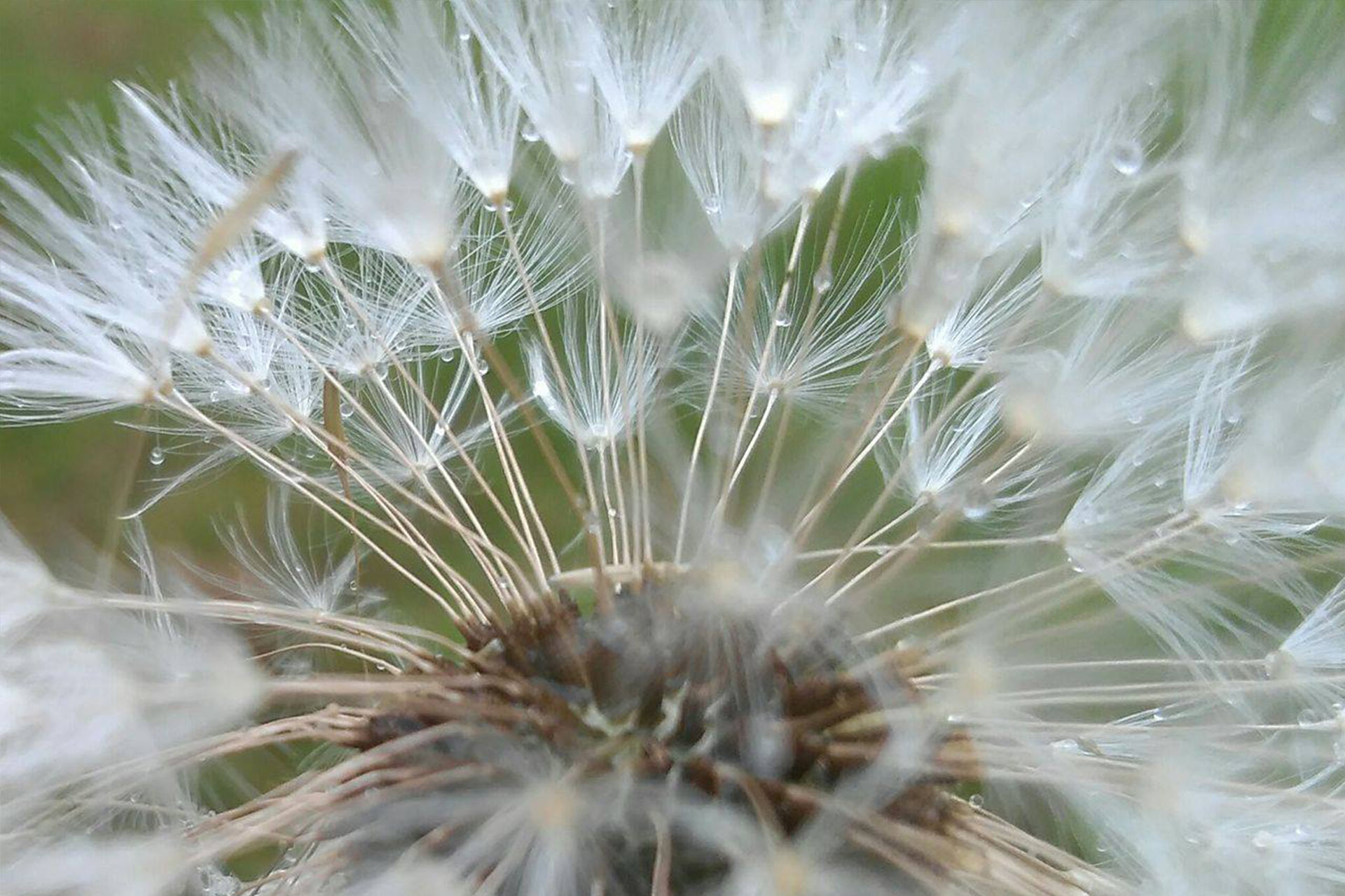Dandelion clock after rain