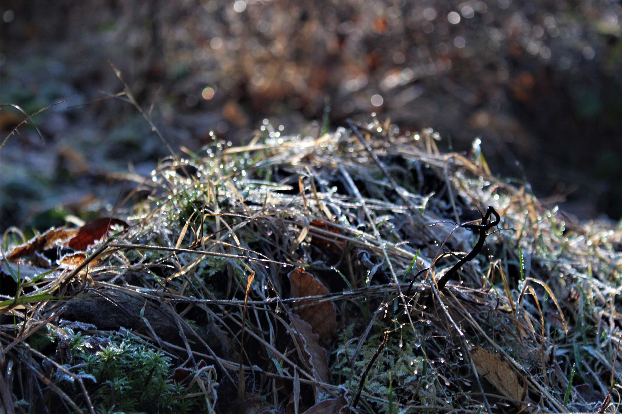 detail-of-grass-covered-in-water-drops