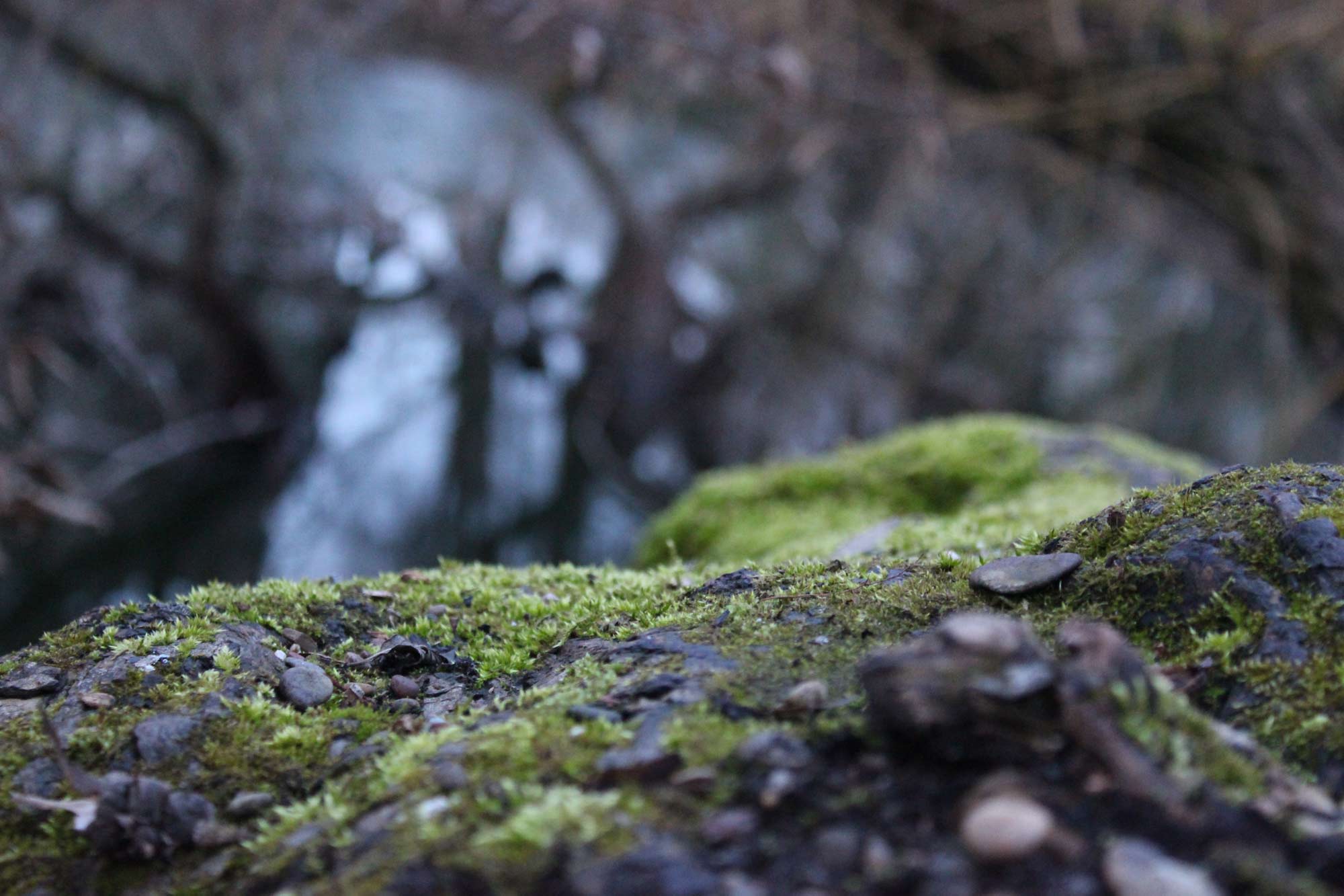 detailed-view-of-a-green-and-grey-tree-with-moss
