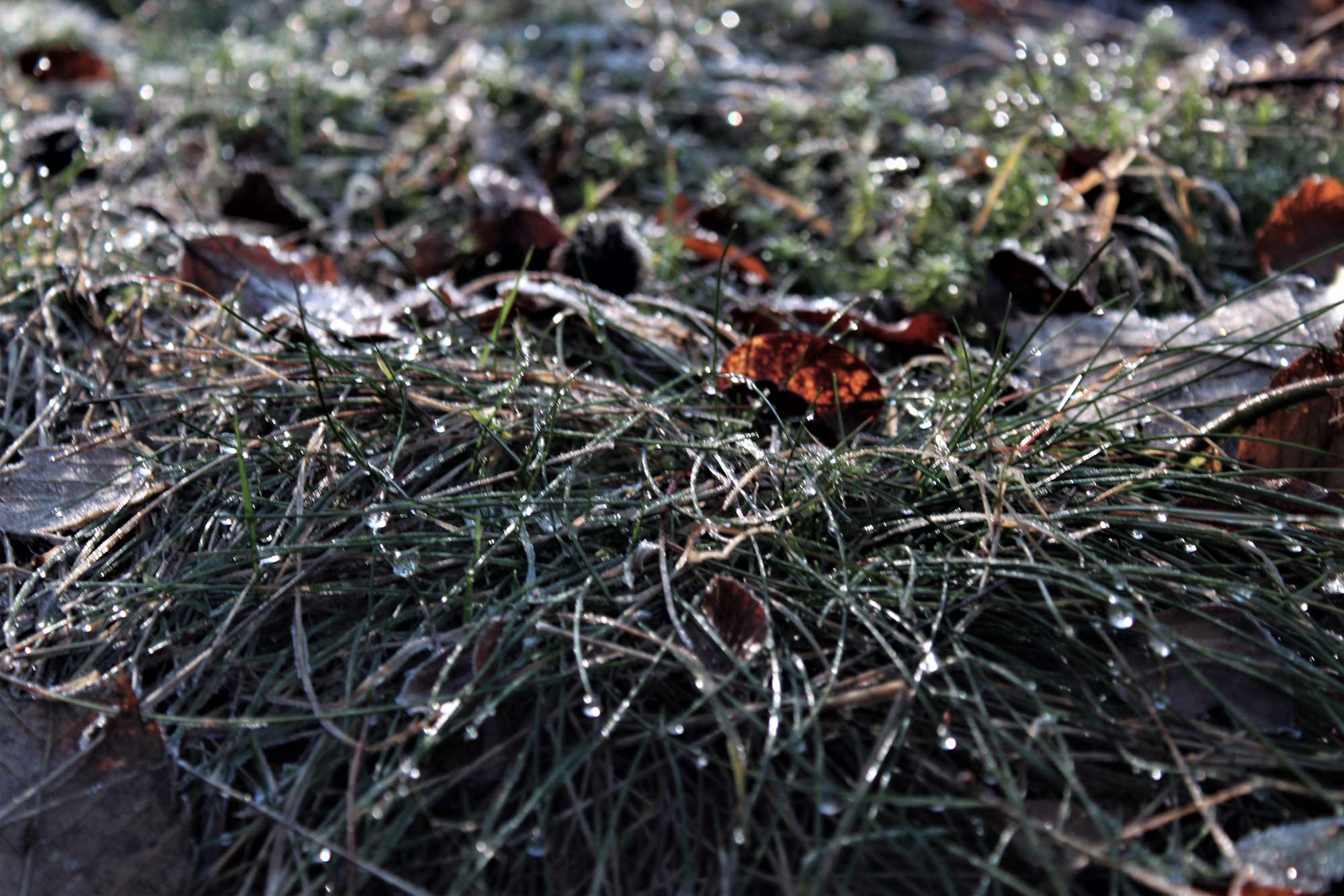 detailed-view-of-grass-covered-in-water-drops