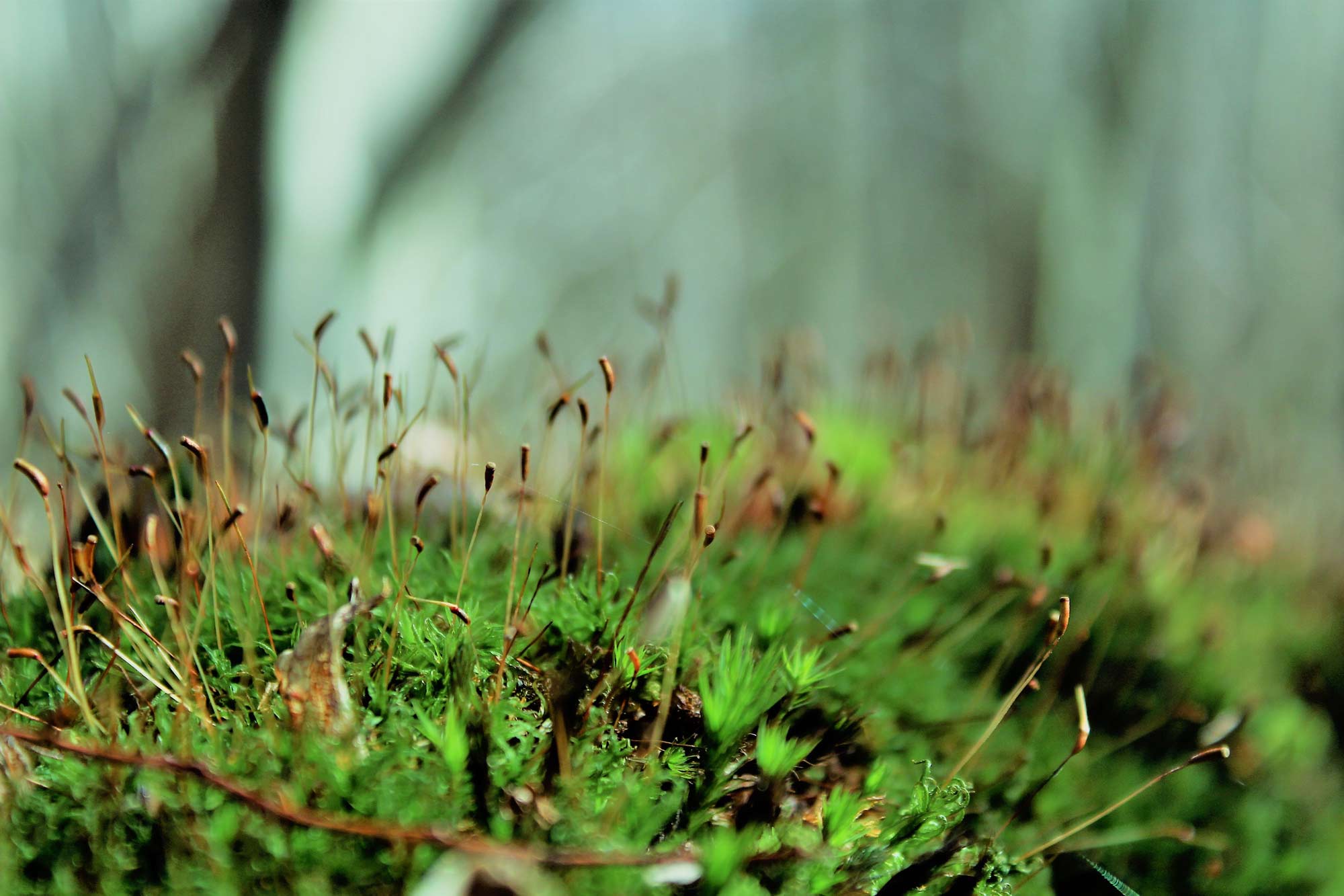 detailed-view-of-green-moss-in-the-forest