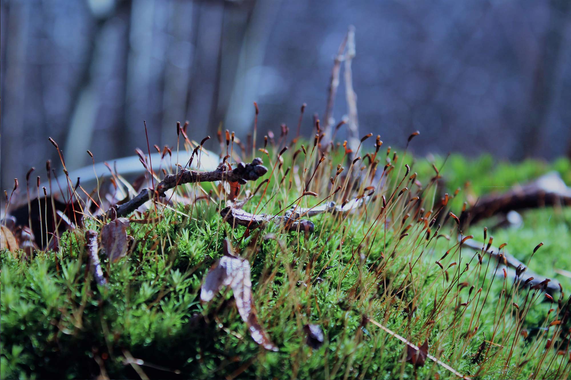 detailed-view-of-green-moss-in-the-vosges-mountains