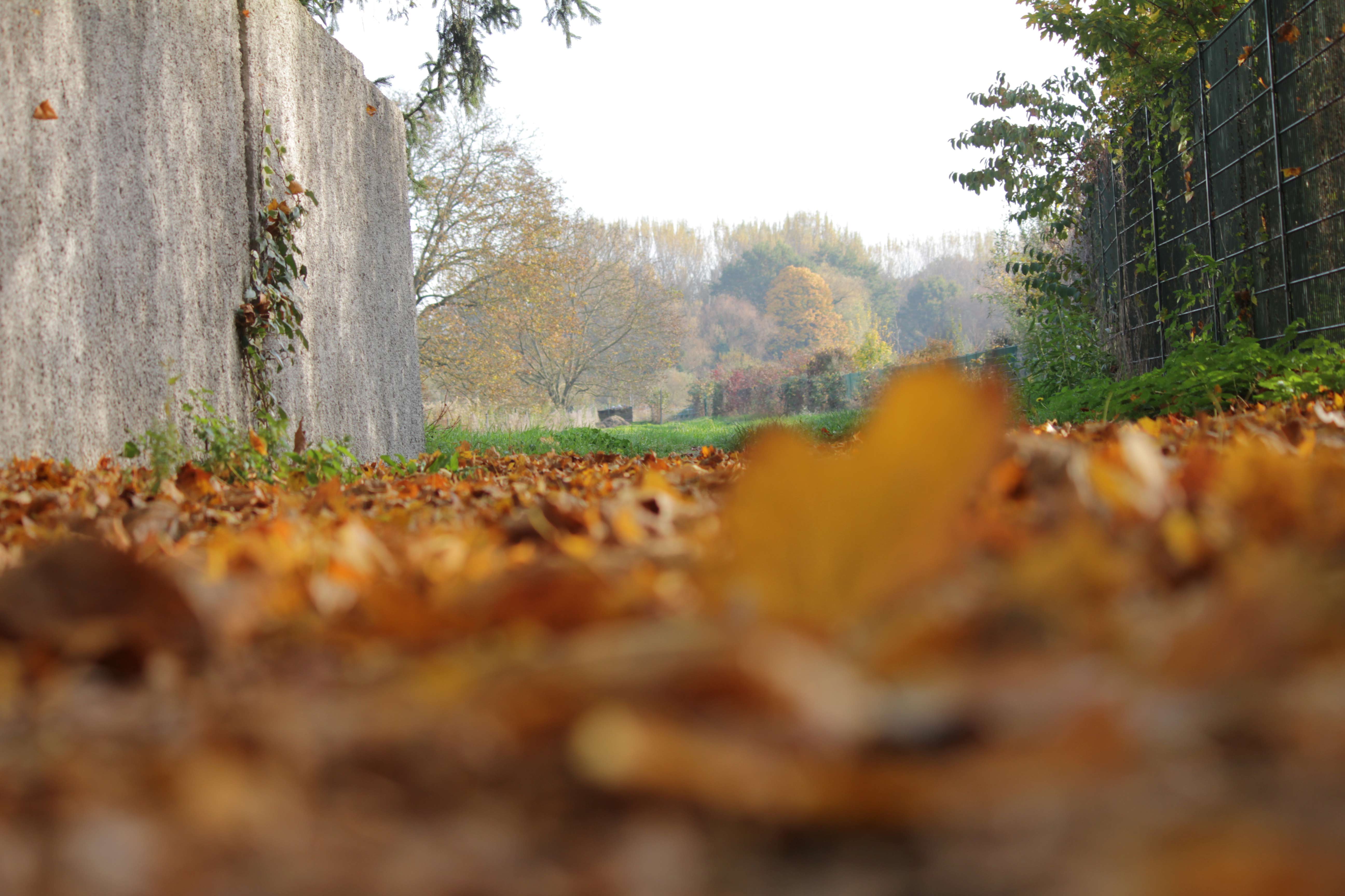 detailed-view-of-soil-covered-in-automn-leaves