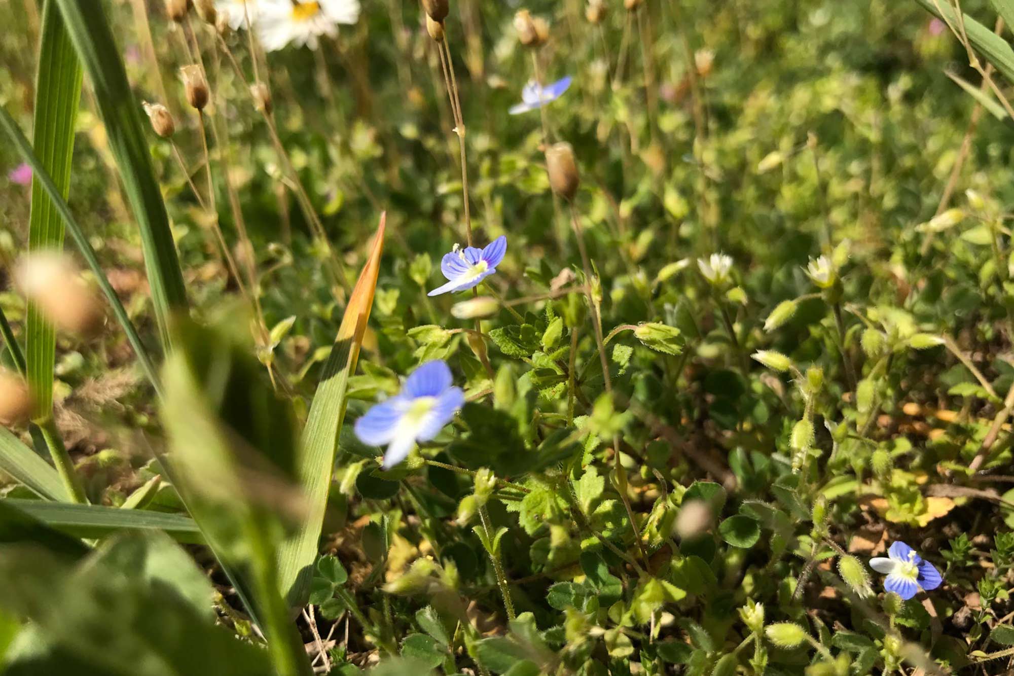 flower-photo-in-spring-blue-yellow-and-white