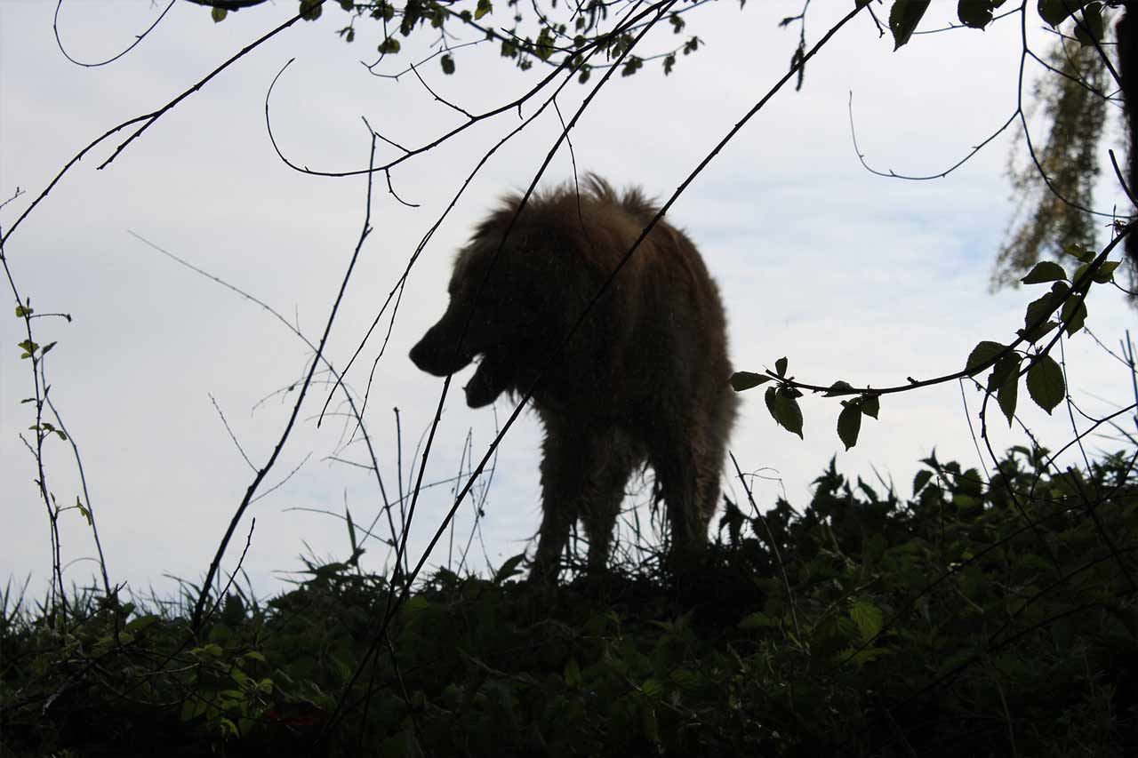 Howavart dog in the forest