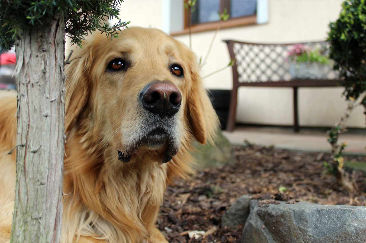 Howavart dog in the garden