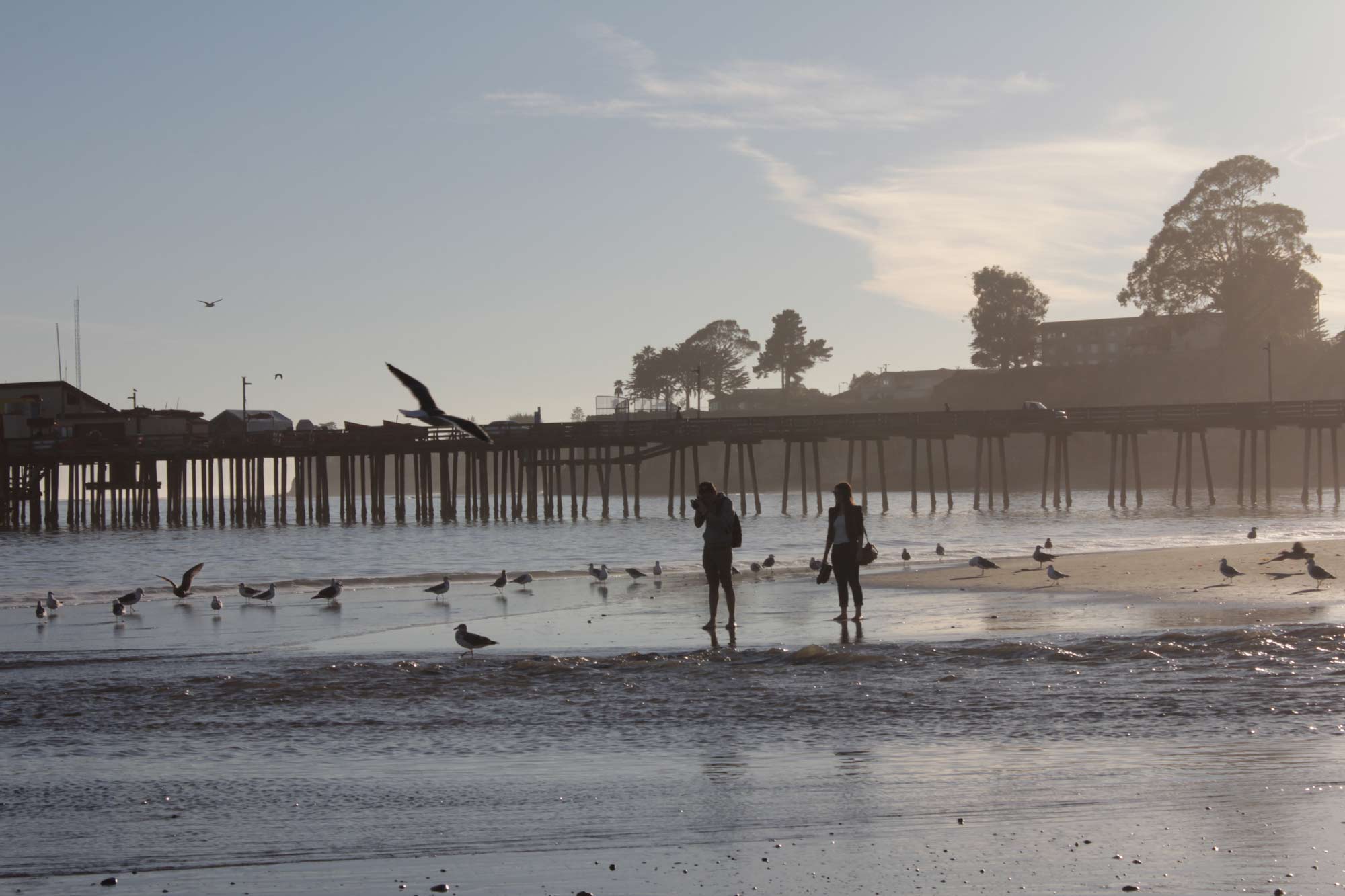 la-plage-et-la-mer-en-californe-avec-oiseaux-et-personnes