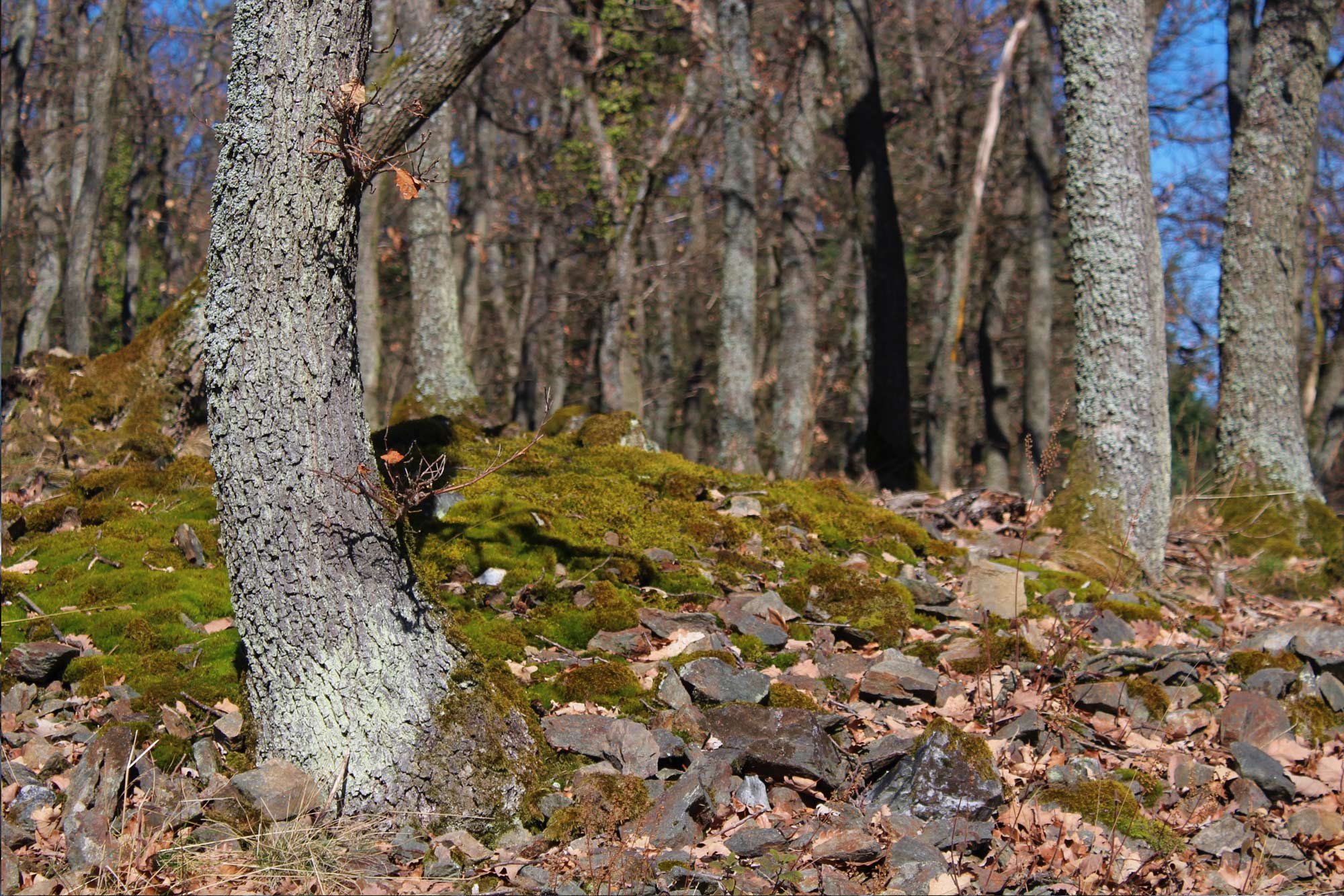 spring-forest-with-green-moss-in-the-vosges-mountains