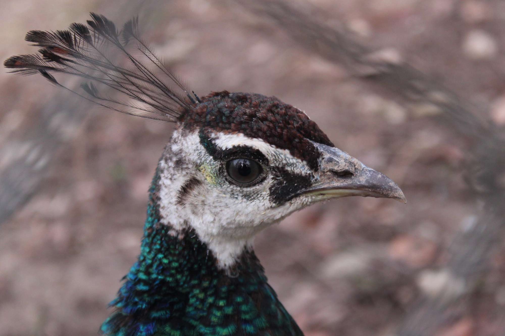 the-head-of-peacock