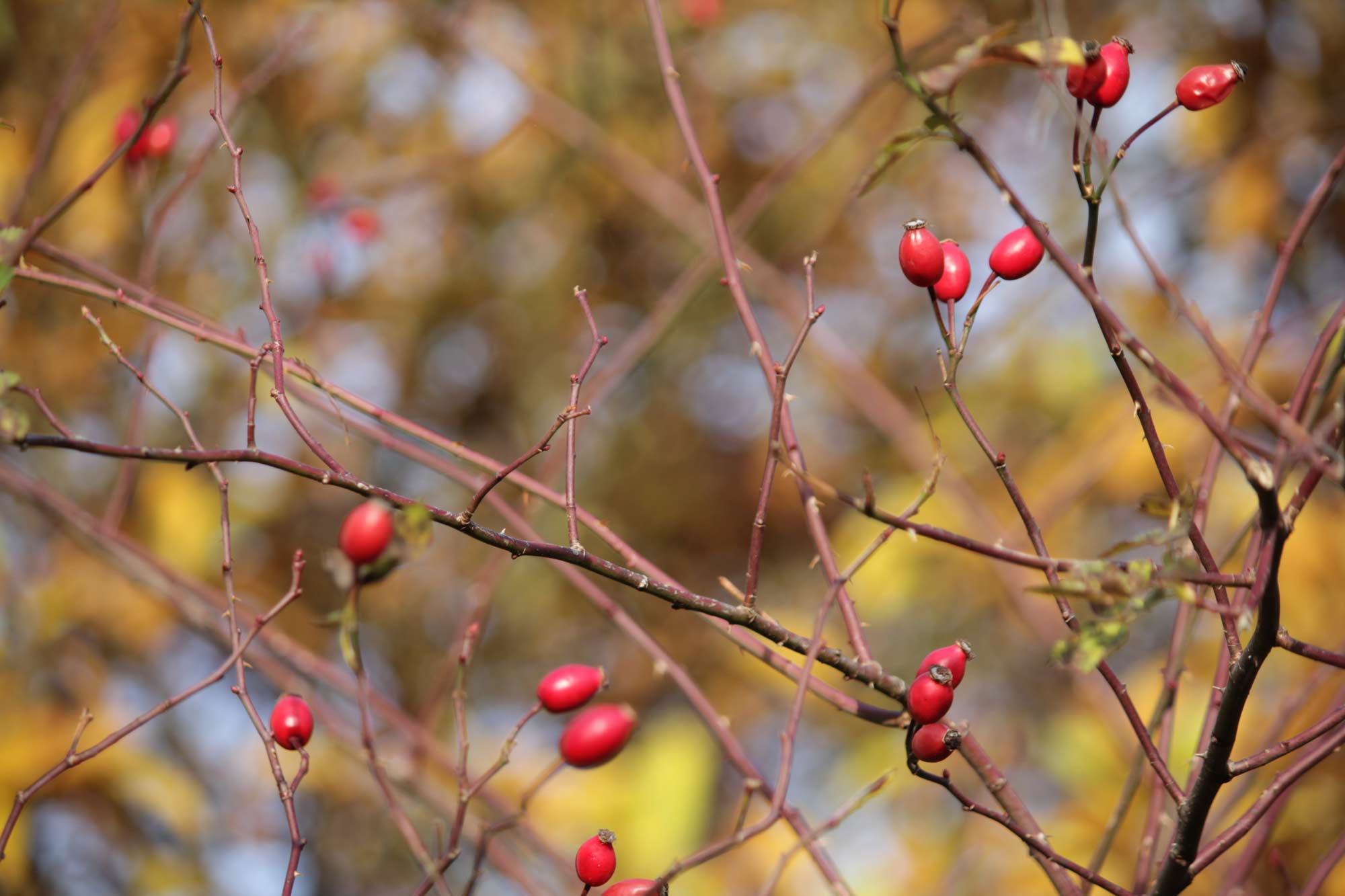 tree-branche-automn-red-and-marron