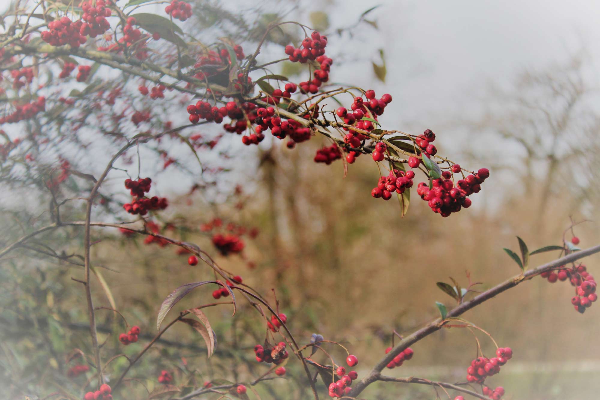 tree-branche-spring-red-and-marron