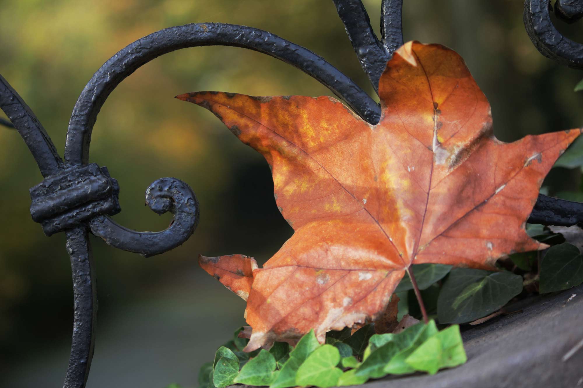view-of-marron-leaf