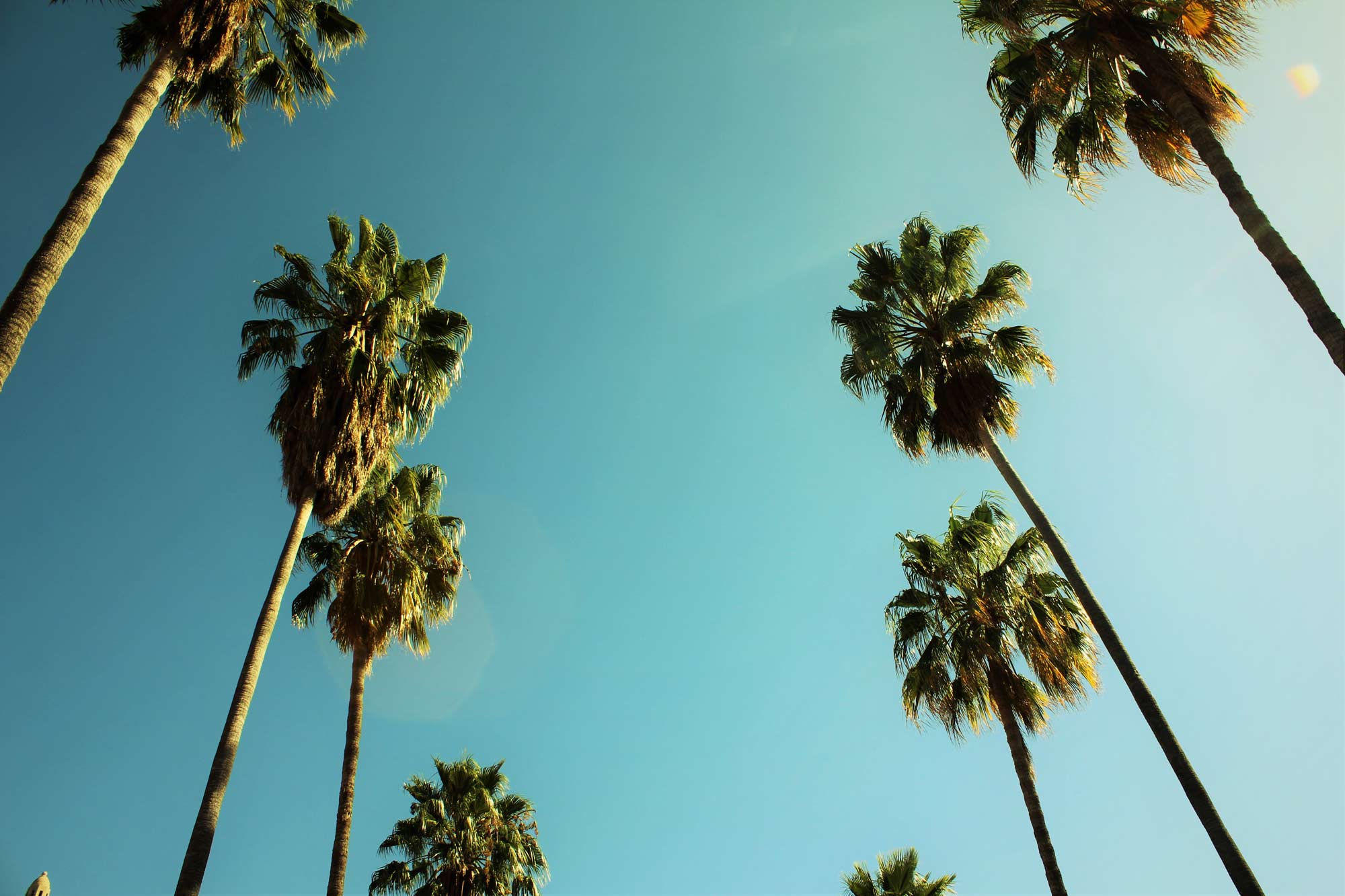 view-of-palm-trees-in-Stanford-university-in-california