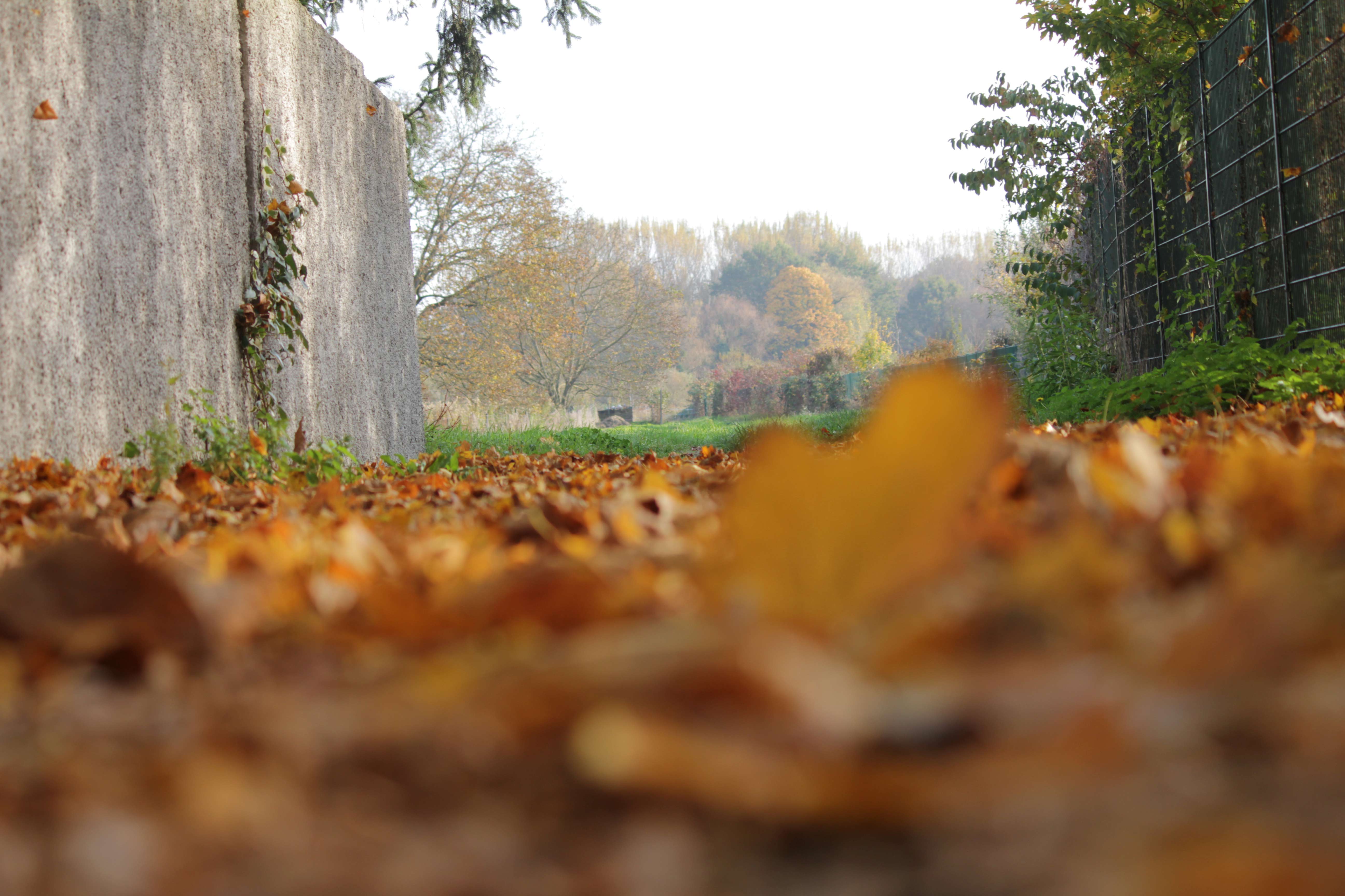 vue-de-la-terre-couverte-de-feuilles-en-automne